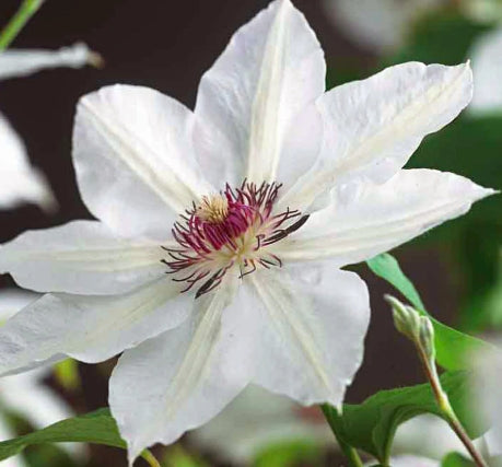 Clematis 'Miss Bateman' (white)