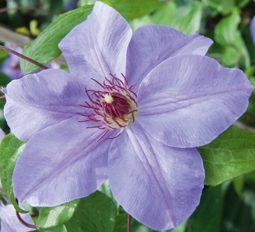 Clematis 'Ramona' (lavendar)