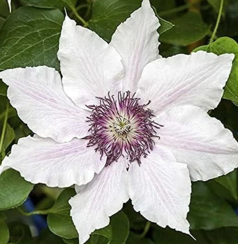 Clematis 'Snow Queen' (white)