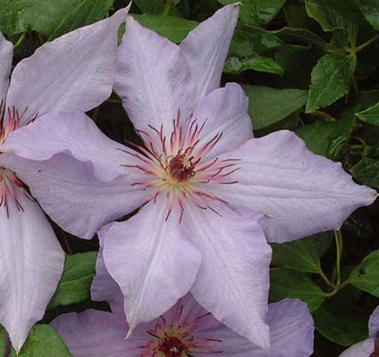 Clematis 'The First Lady' (light blue)