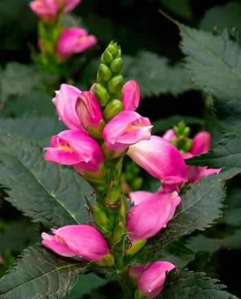 Chelone lyonii 'Hot Lips' (pink)