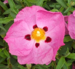 Cistus purpureus (pink)