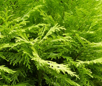 Chamaecyparis ob. 'Sunny Swirl'
