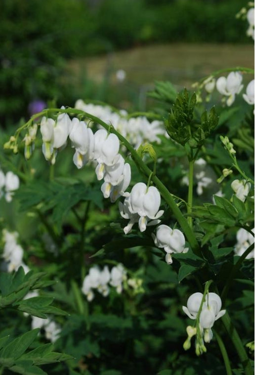 Dicentra s. 'Alba' (white)