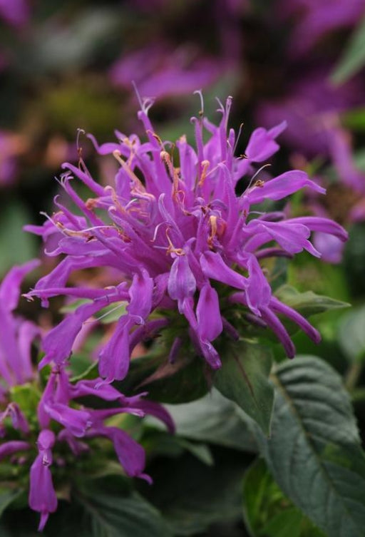 Monarda d. Balmy™ 'Lilac'