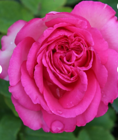 Rosa climb. PRETTY IN PINK EDEN CLIMBER® PP20953 (pink)