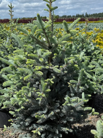 Picea pungens 'Bonny Blue™'