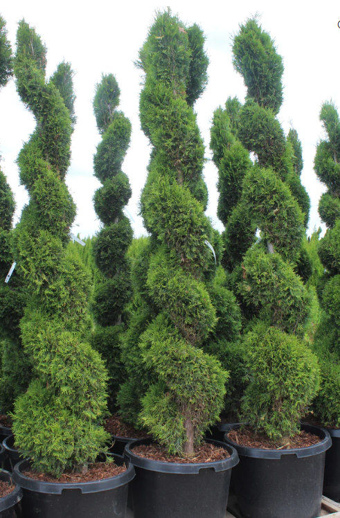 Thuja occ. 'Emerald Green', Spiral (BBP)