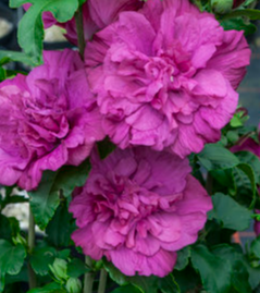 Hibiscus syr. Magenta Chiffon® PW PP29683 Tree Form