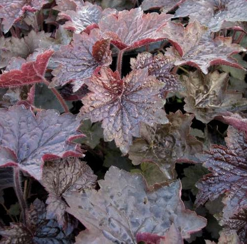 Heuchera m. 'Palace Purple'