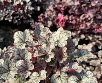 Heuchera x 'Silver Scrolls' P.P.# 12066