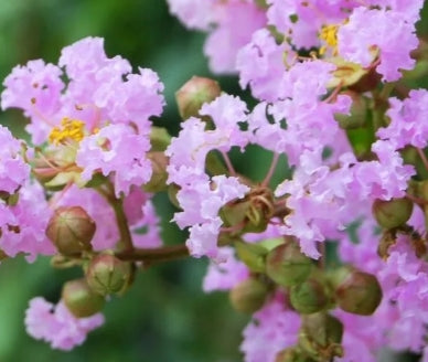 Lagerstroemia 'Muskogee' (lavender)