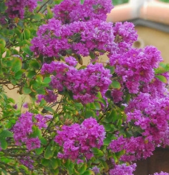 Lagerstroemia in. x 'Zuni' Multi (lavender)