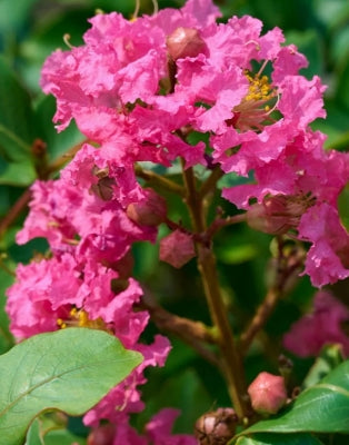 Lagerstroemia 'Tuscarora' (pink)