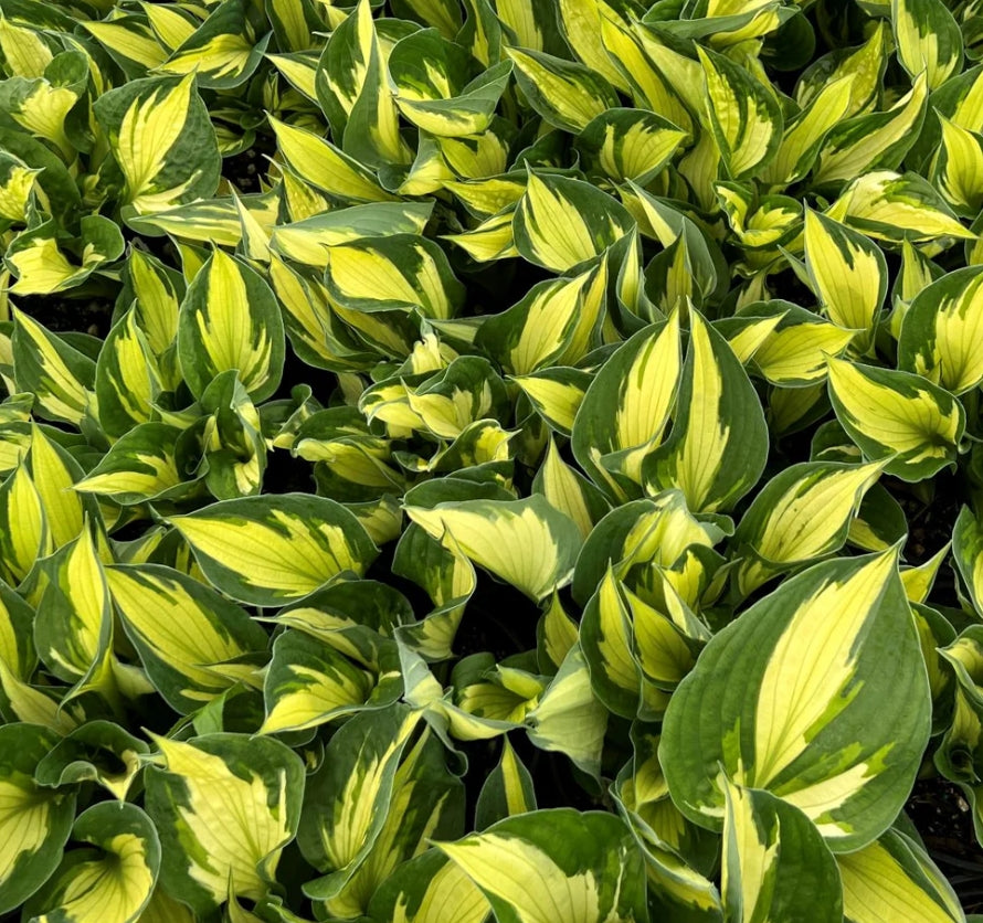 Hosta x 'Colored Hulk'