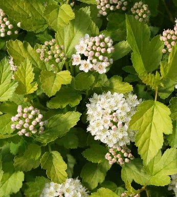 Physocarpus op. TINY WINE® Gold PW PP28857