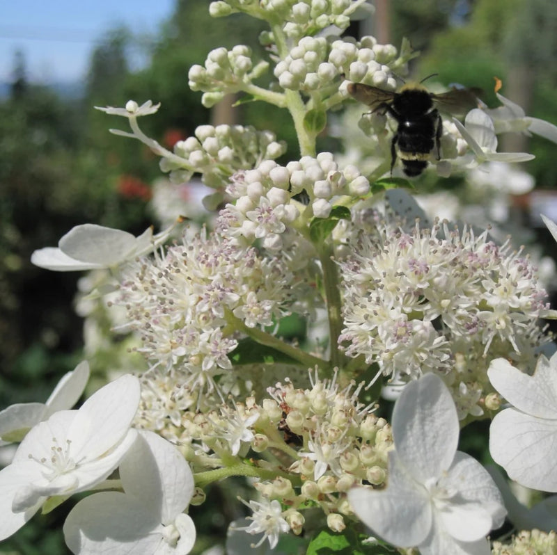 Hydrangea pan. 'Pink Diamond'