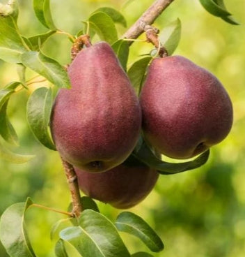 Fruit, Pear 'Red Bartlett' (Dwarf)