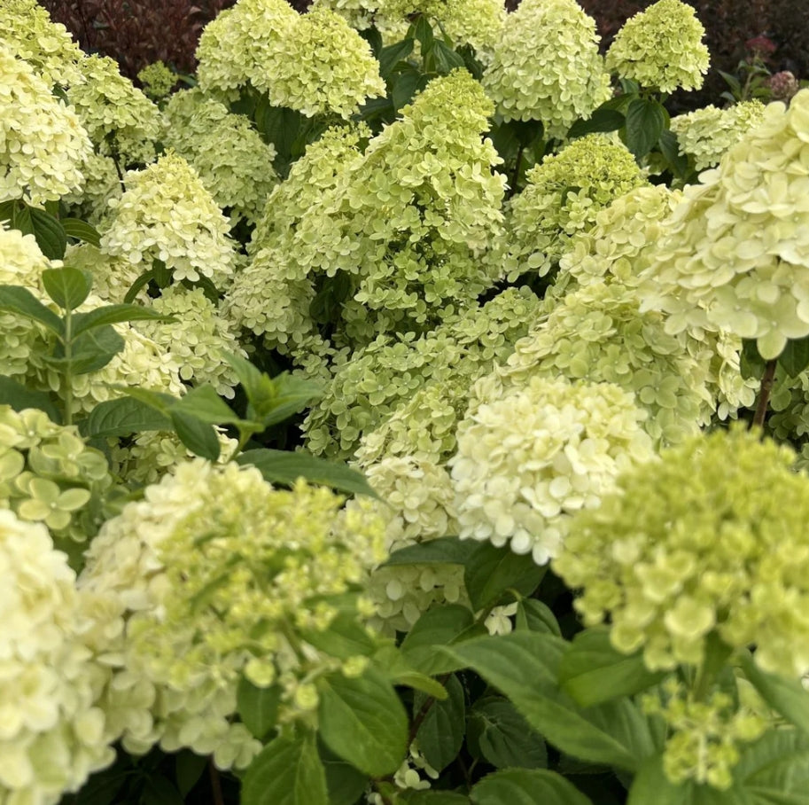 Hydrangea pan. 'Limelight' PW PP12874, Tree Form (pale green)