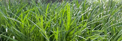 Liriope muscari 'Super Blue'
