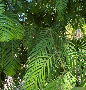 Metasequoia glyptostroboides