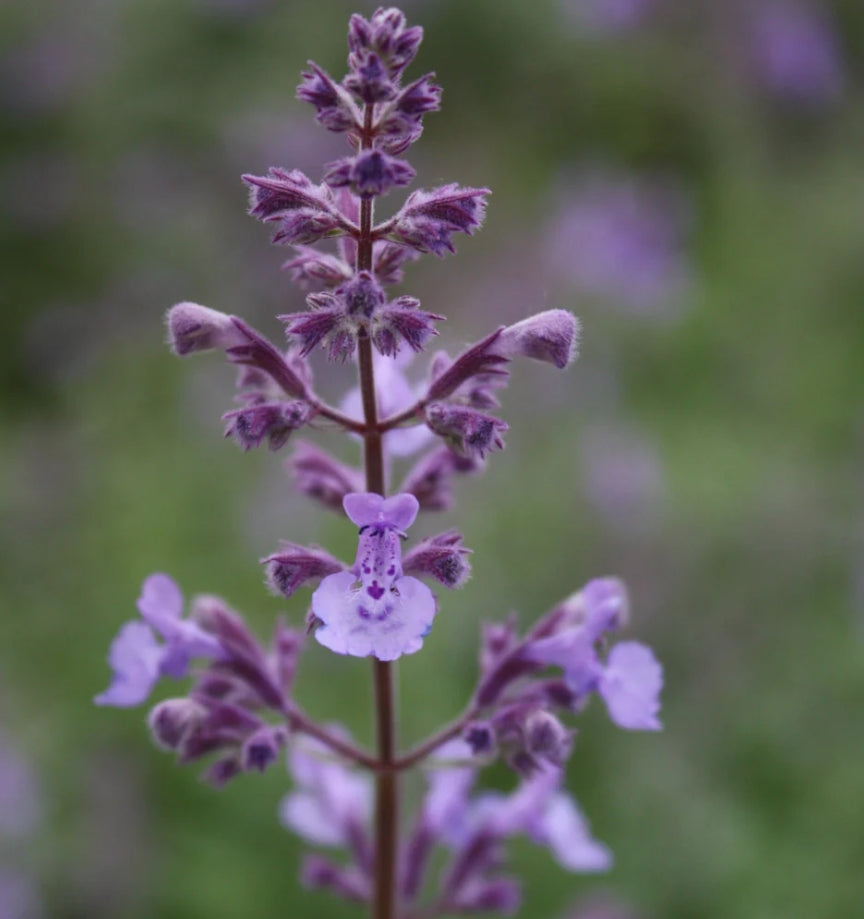 Nepeta x JUNIOR WALKER™ PP23074