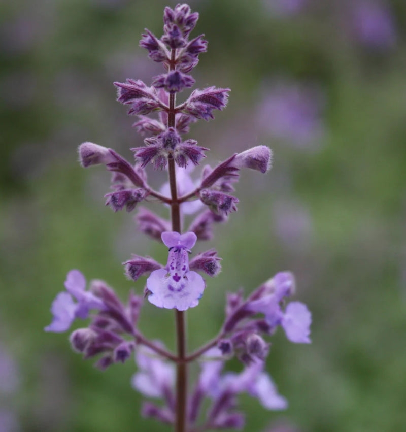 Nepeta x JUNIOR WALKER™ PP23074