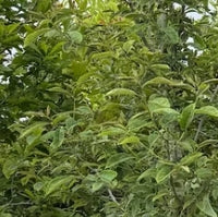 Nyssa sylvatica 'Wildfire'