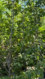 Parrotia p. 'Vanessa'