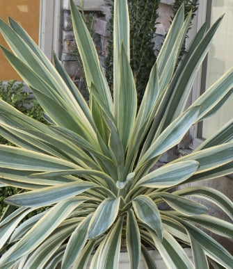 Yucca gloriosa 'Variegata'