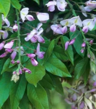 Wisteria brachybotrys 'Shiro-Beni'