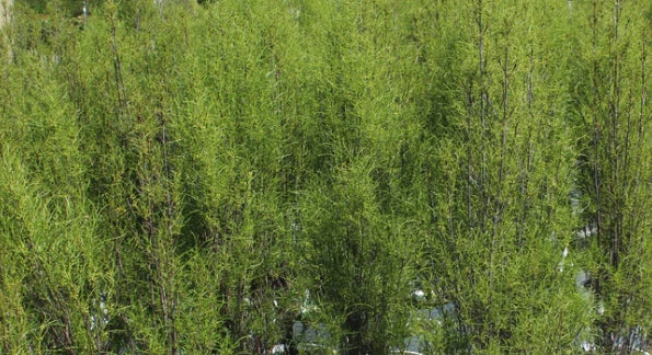 Rhamnus frangula Fine Line® PW PP14791 (CG)