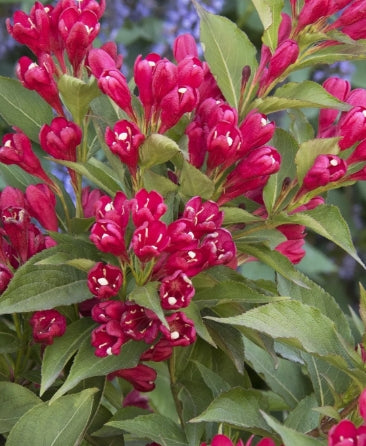 Weigela h. 'Crimson Kisses® ' PP#23654
