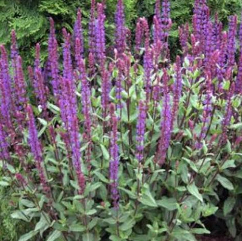 Salvia n. 'Caradonna'