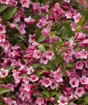 Weigela f. 'Minuet' (COPF) (red-purple)