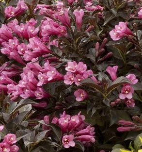 Weigela f. 'Dark Horse'