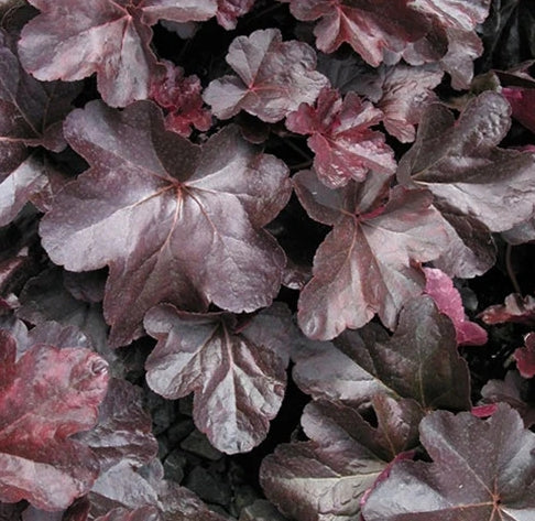 Heuchera x 'Obsidian' PP14836