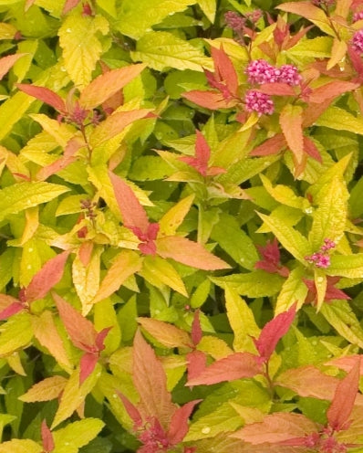Spiraea j. COLOR CHOICE® DOUBLE PLAY® GOLD PW PP2115