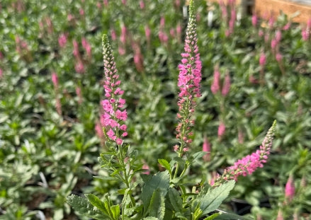Veronica 'Pink Candles'