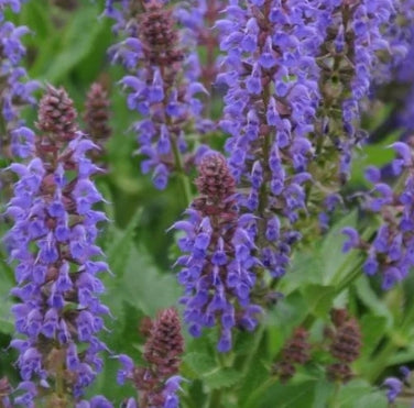 Salvia n. 'Sally Rosa April Night'