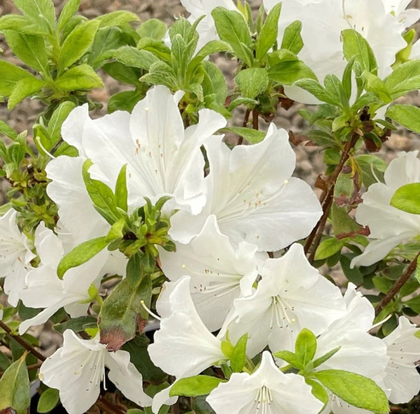 Azalea 'Hino-White' (white)