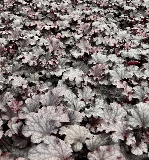 Heuchera x 'Plum Pudding'