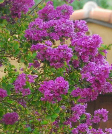 Lagerstroemia in. x 'Zuni' (lavender)