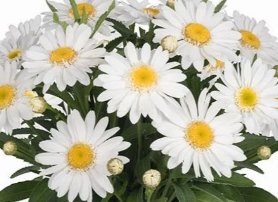 Leucanthemum x s. SWEET DAISY™ 'Birdy'
