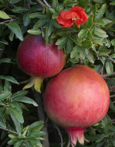 Punica granatum 'Nana'