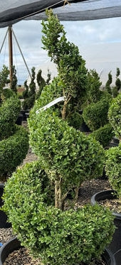 Buxus sempervirens, Spiral (BBP)
