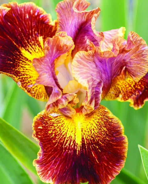 Iris sibirica 'Paprikash'