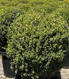 Buxus x 'Green Mountain', Globe (BBP)