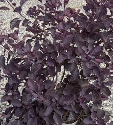 Cotinus coggygria 'Dusky Maiden' PPAF