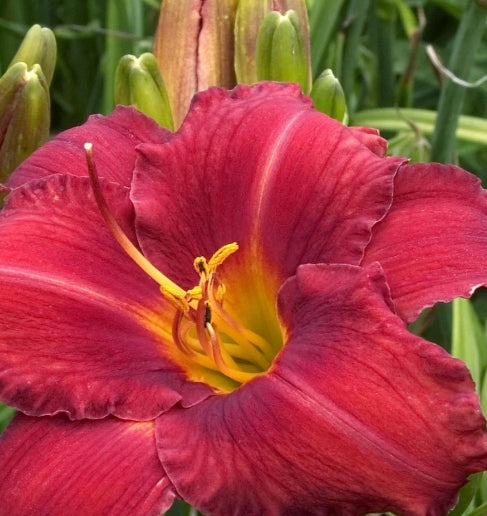 Hemerocallis 'Chicago Apache' (red)